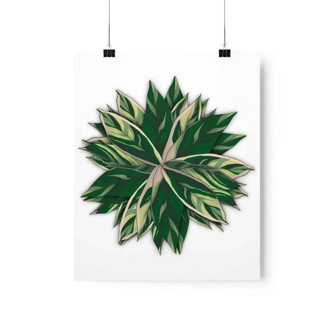 Stromanthe Triostar Print – Tropical Wall Art | Botanical Poster on Museum Grade Paper Unframed