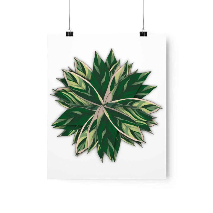 Stromanthe Triostar Print – Tropical Wall Art | Botanical Poster on Museum Grade Paper Unframed