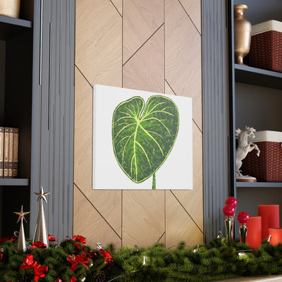 Philodendron Gloriosum Canvas