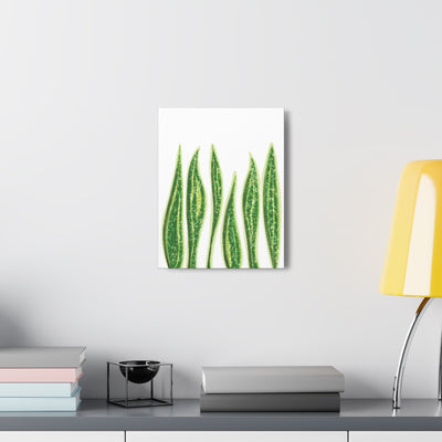 Snake Plant Canvas