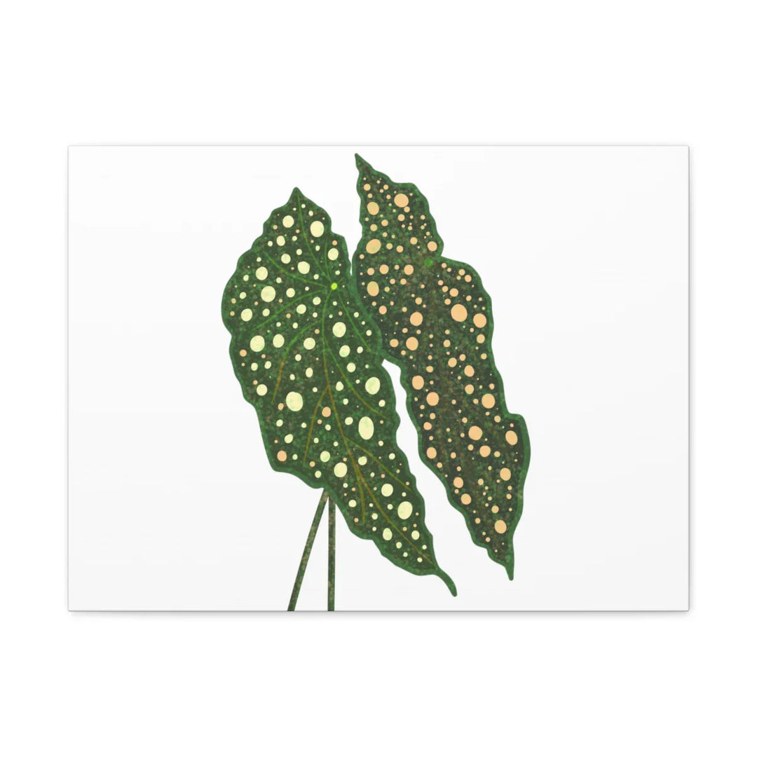Begonia Maculata Canvas | Premium Canvas Art Print - Matte Finish, Durable Wall Decor - Laura Christine Photography & Design