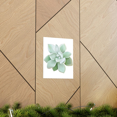 Pachyveria Haagei Succulent Print