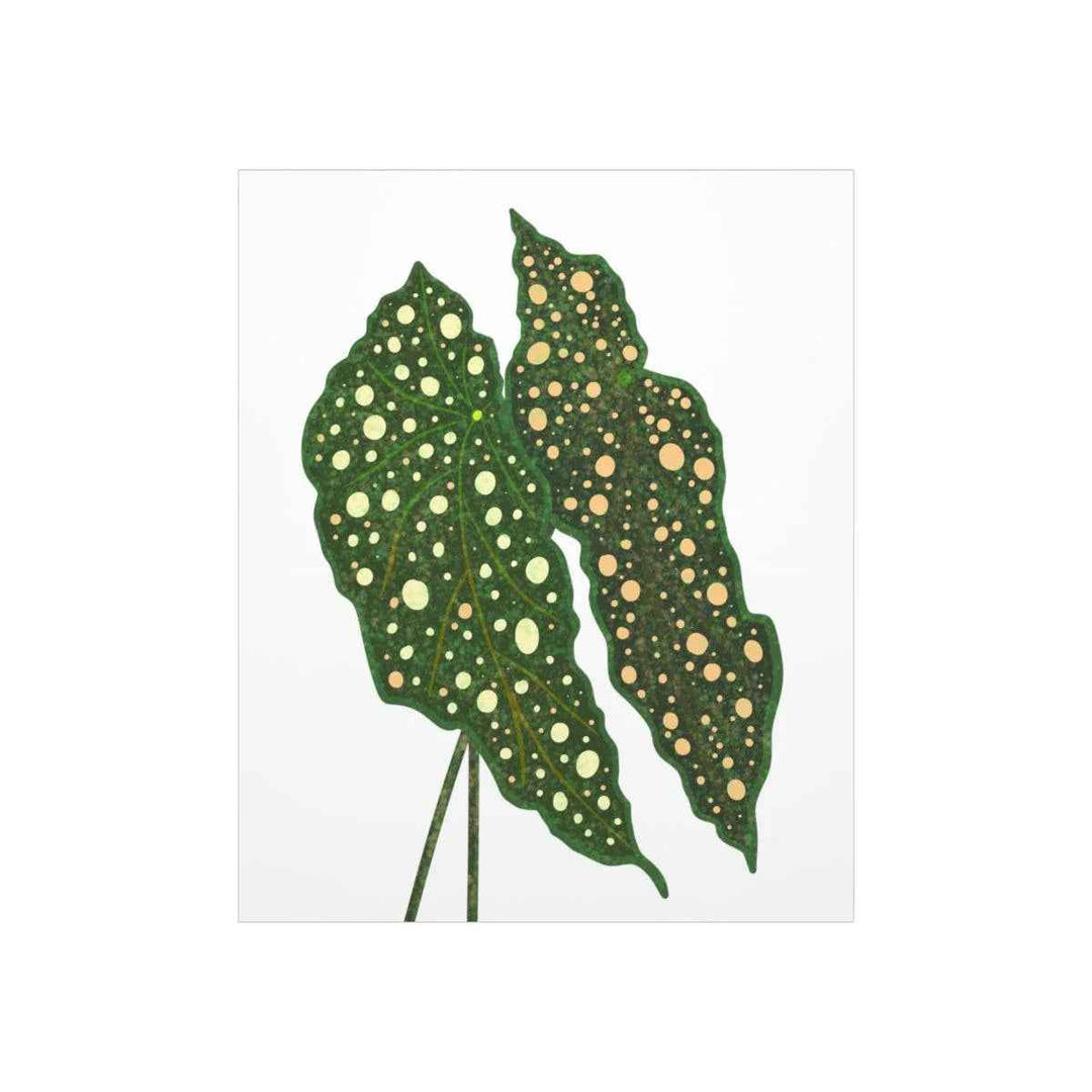 Begonia Maculata Print - Botanical Wall Art on Museum Grade Paper | Matte Finish Unframed