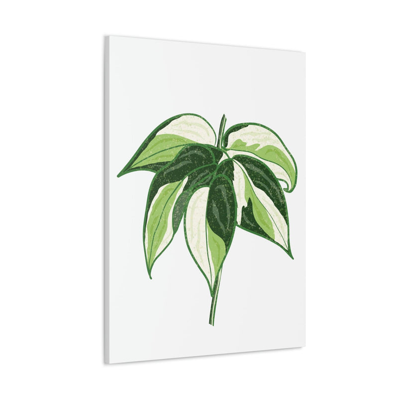 Philodendron &