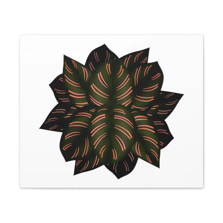 Calathea Pinstripe Canvas – Botanical Canvas Art Print | Matte Finish Wall Decor