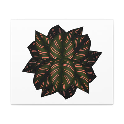 Calathea Pinstripe Canvas