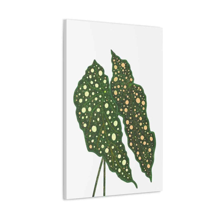 Begonia Maculata Canvas | Premium Canvas Art Print - Matte Finish, Durable Wall Decor
