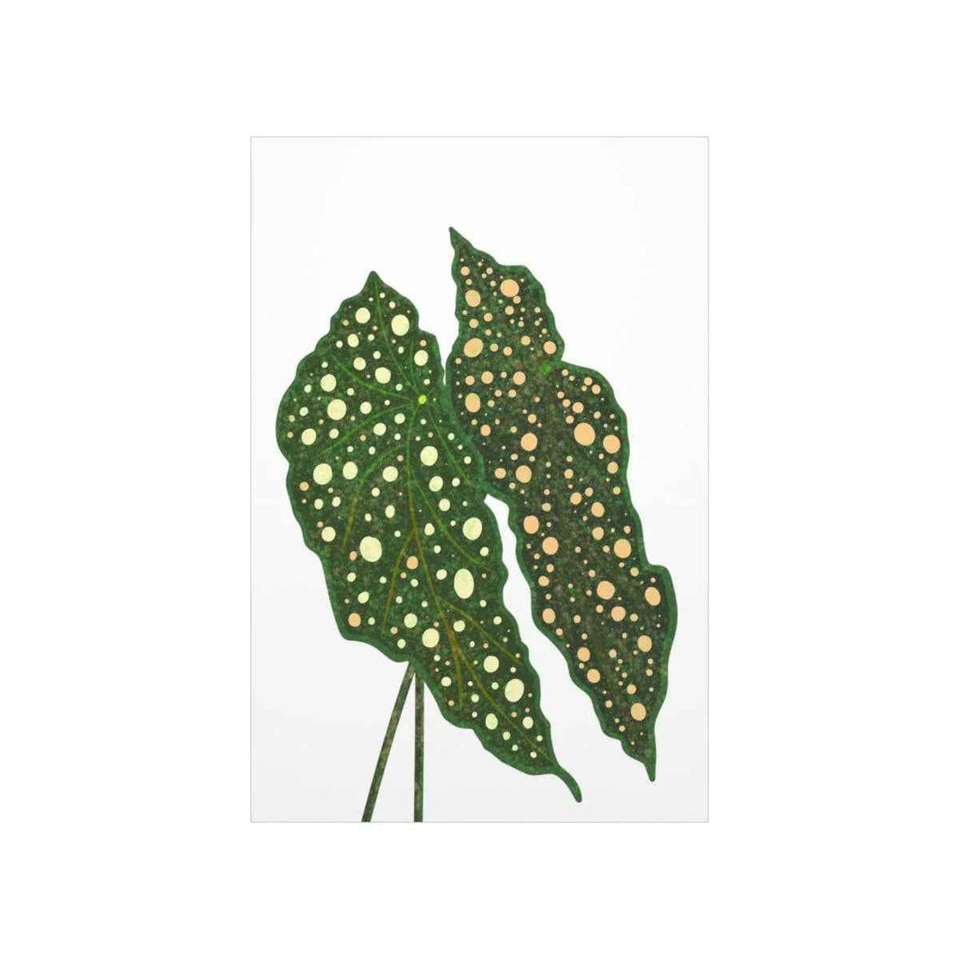 Begonia Maculata Print - Botanical Wall Art on Museum Grade Paper | Matte Finish Unframed