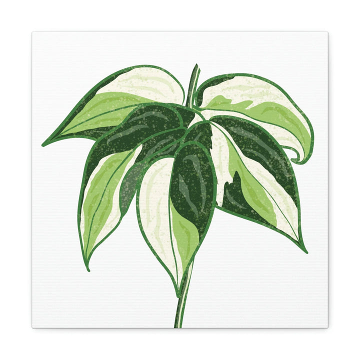 Philodendron Canvas Print - Cream Splash Variegated Plant Art on Matte Cotton Canvas
