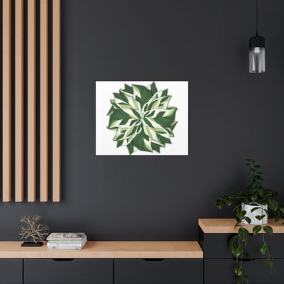 Calathea 白色融合帆布