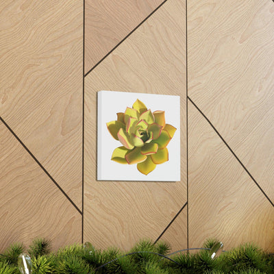 Noble Aeonium Succulent Canvas, Canvas, Printify, Art & Wall Decor, Canvas, Hanging Hardware, Home & Living, Indoor, Laura Christine Photography & Design, laurachristinedesign.com