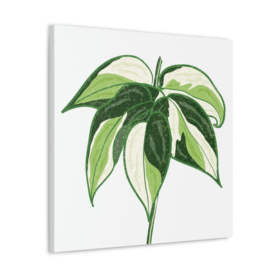 Philodendron 'Cream Splash' Canvas