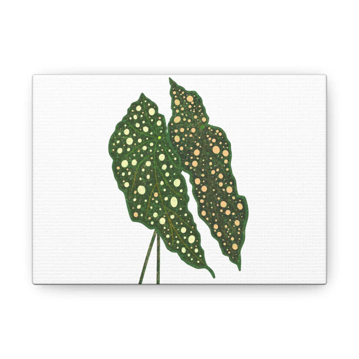 Begonia Maculata Canvas | Premium Canvas Art Print - Matte Finish, Durable Wall Decor - Laura Christine Photography & Design