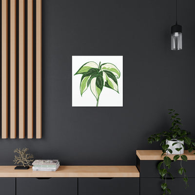 Philodendron 'Cream Splash' Canvas