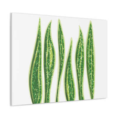 Snake Plant Canvas