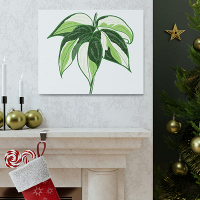 Philodendron 'Cream Splash' Canvas