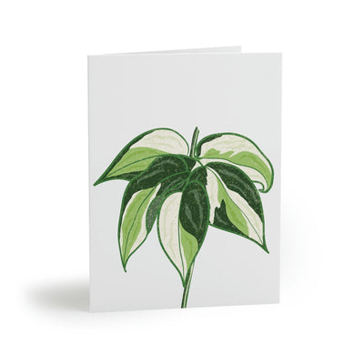 Philodendron 'Cream Splash' Greeting Card, Paper products, Printify, Greeting Card, Holiday Picks, Home & Living, Paper, Postcard, Postcards, Laura Christine Photography & Design, laurachristinedesign.com