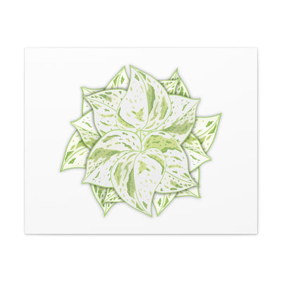 Snow Queen Pothos Canvas