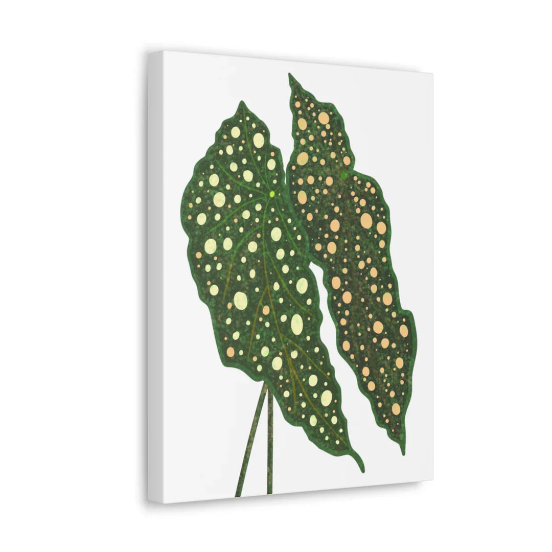 Begonia Maculata Canvas | Premium Canvas Art Print - Matte Finish, Durable Wall Decor - Laura Christine Photography & Design