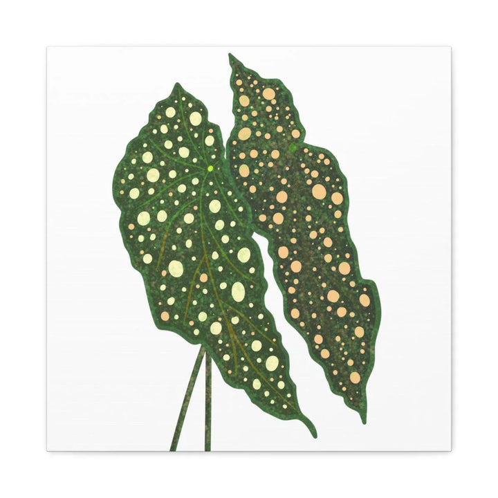 Begonia Maculata Canvas | Premium Canvas Art Print - Matte Finish, Durable Wall Decor - Laura Christine Photography & Design