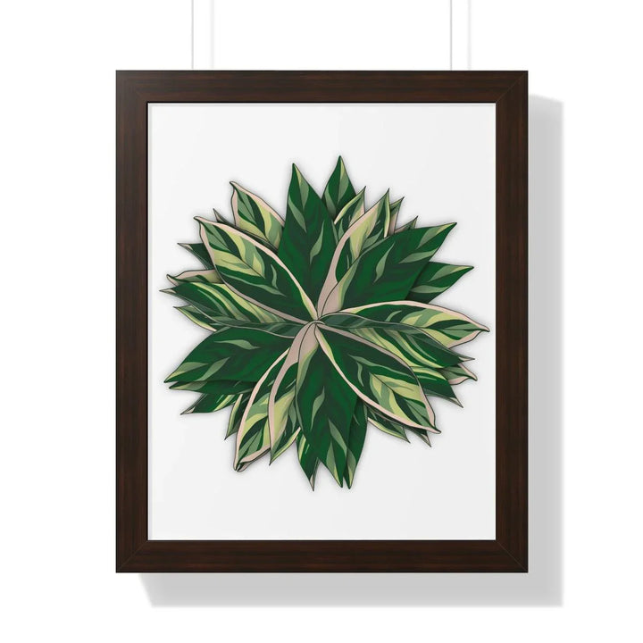 Stromanthe Triostar Framed Print, Poster, Laura Christine Photography & Design, Framed, Home & Living, Indoor, Paper, Posters, Laura Christine Photography & Design, laurachristinedesign.com