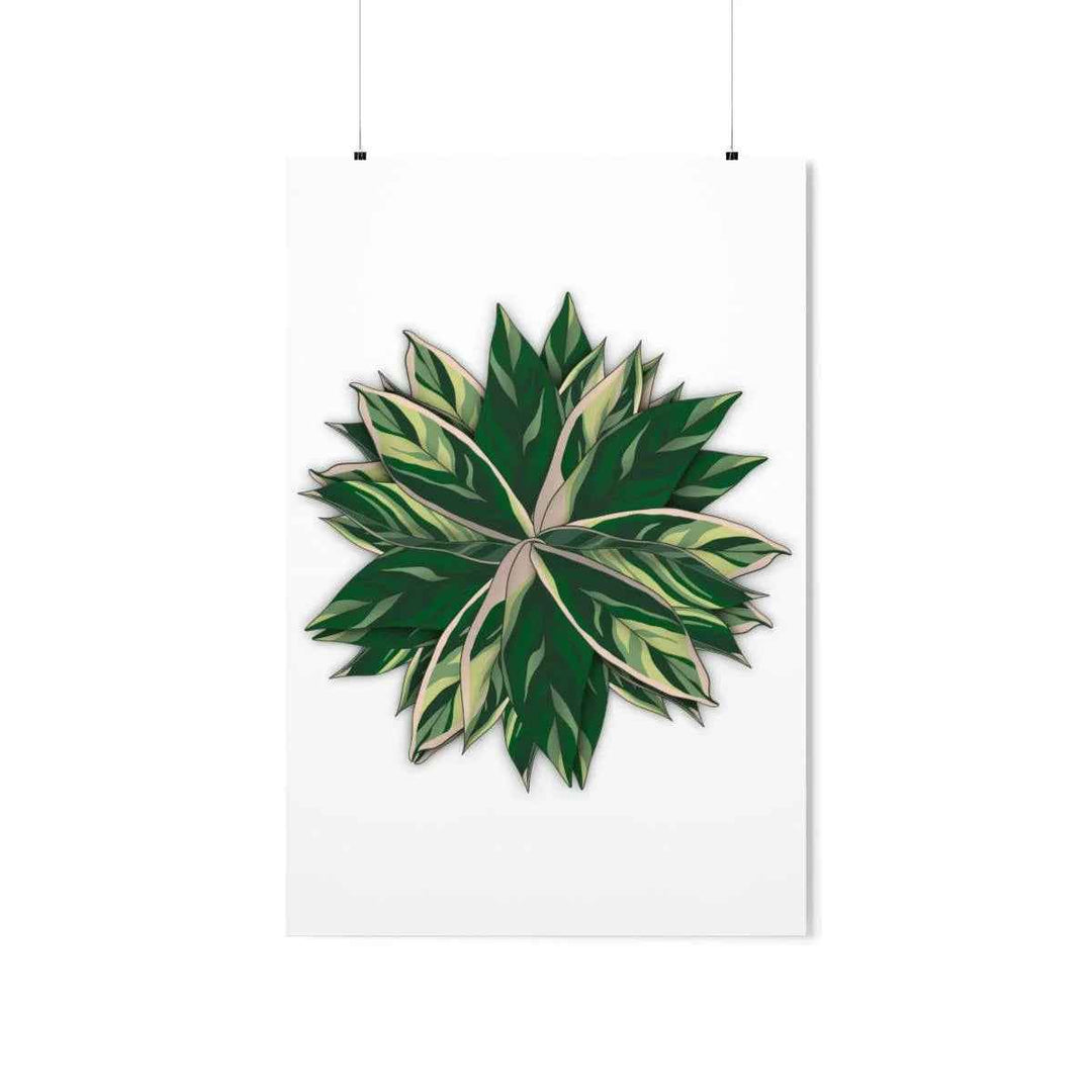 Stromanthe Triostar Print – Tropical Wall Art | Botanical Poster on Museum Grade Paper Unframed