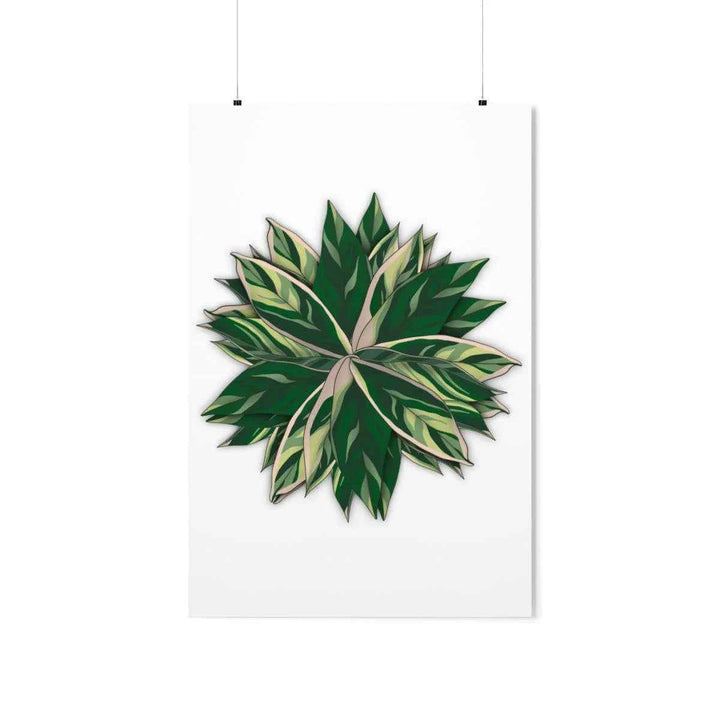 Stromanthe Triostar Print – Tropical Wall Art | Botanical Poster on Museum Grade Paper Unframed