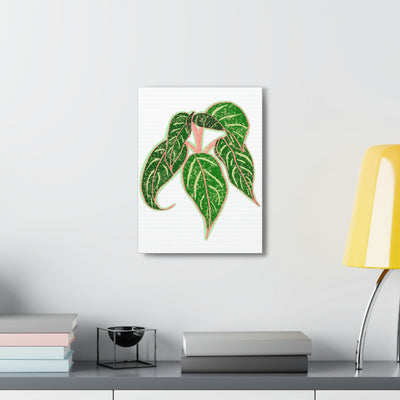 Lienzo Aglaonema Sparkling Sarah Plant