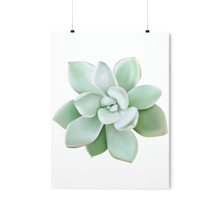 Succulent Wall Art - Pachyveria Haagei Botanical Poster on Museum Grade Paper