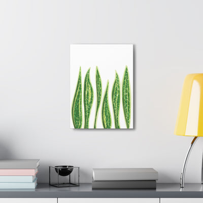 Snake Plant Canvas