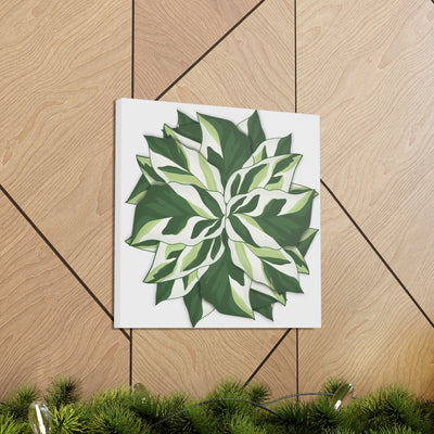 Calathea White Fusion Canvas