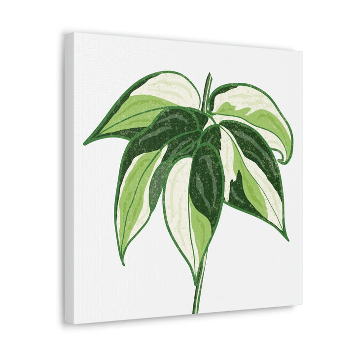 Philodendron Canvas Print - Cream Splash Variegated Plant Art on Matte Cotton Canvas