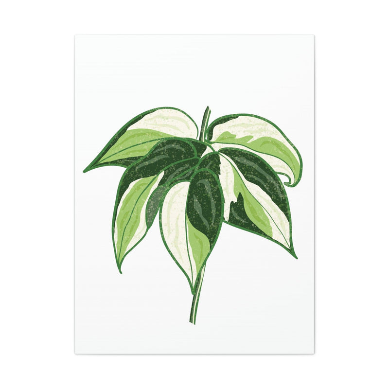 Philodendron &