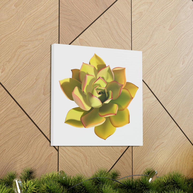 Noble Aeonium Succulent Canvas, Canvas, Printify, Art & Wall Decor, Canvas, Hanging Hardware, Home & Living, Indoor, Laura Christine Photography & Design, laurachristinedesign.com