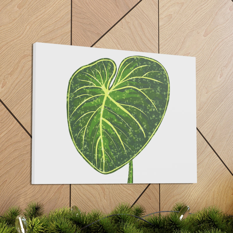 Philodendron Gloriosum Canvas