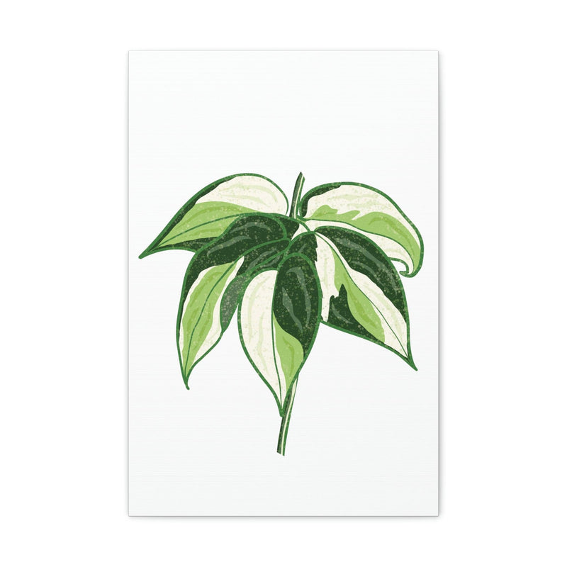 Philodendron &