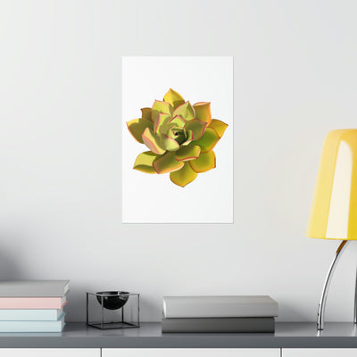 Noble Aeonium Succulent Print