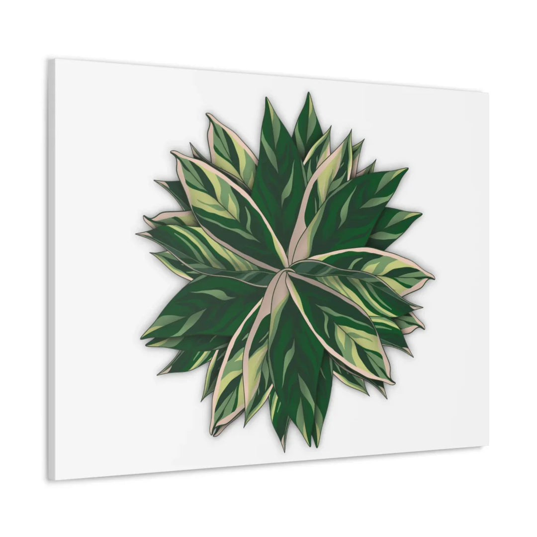 Stromanthe Triostar Canvas - Pastel Stripe Canvas Art Print With Vivid Color Artwork - Laura Christine Photography & Design