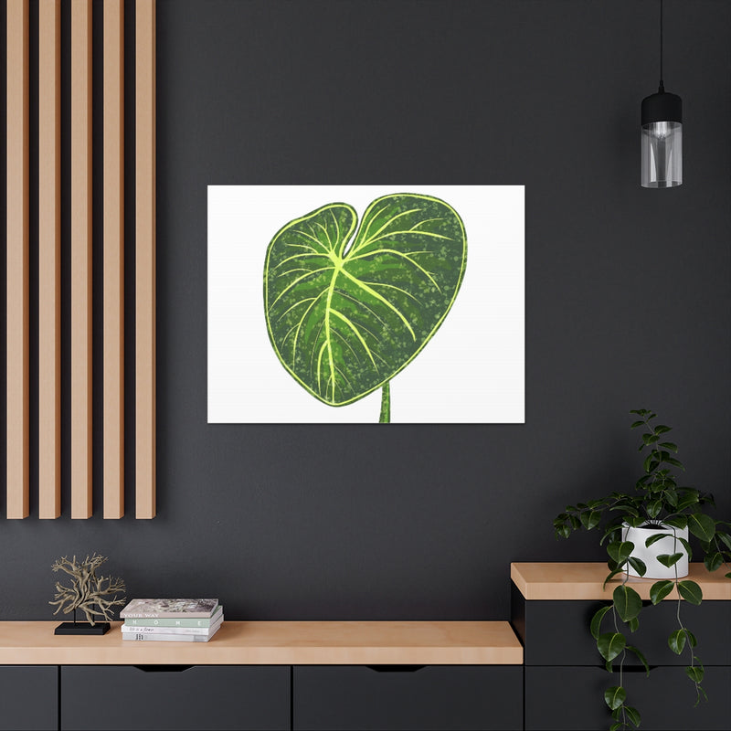 Philodendron Gloriosum Canvas