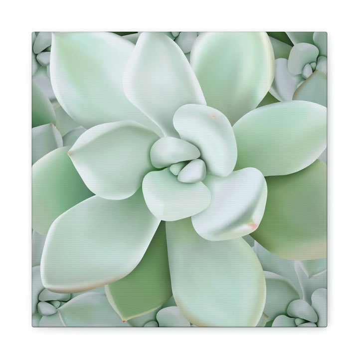 Pachyveria Haagei Succulent Pattern Canvas, Canvas, Printify, Art & Wall Decor, Canvas, Hanging Hardware, Home & Living, Indoor, Laura Christine Photography & Design, laurachristinedesign.com