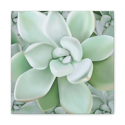 Pachyveria Haagei Succulent Pattern Canvas, Canvas, Printify, Art & Wall Decor, Canvas, Hanging Hardware, Home & Living, Indoor, Laura Christine Photography & Design, laurachristinedesign.com