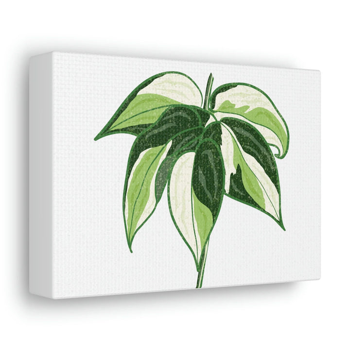 Philodendron Canvas Print - Cream Splash Variegated Plant Art on Matte Cotton Canvas