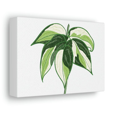 Philodendron 'Cream Splash' Canvas