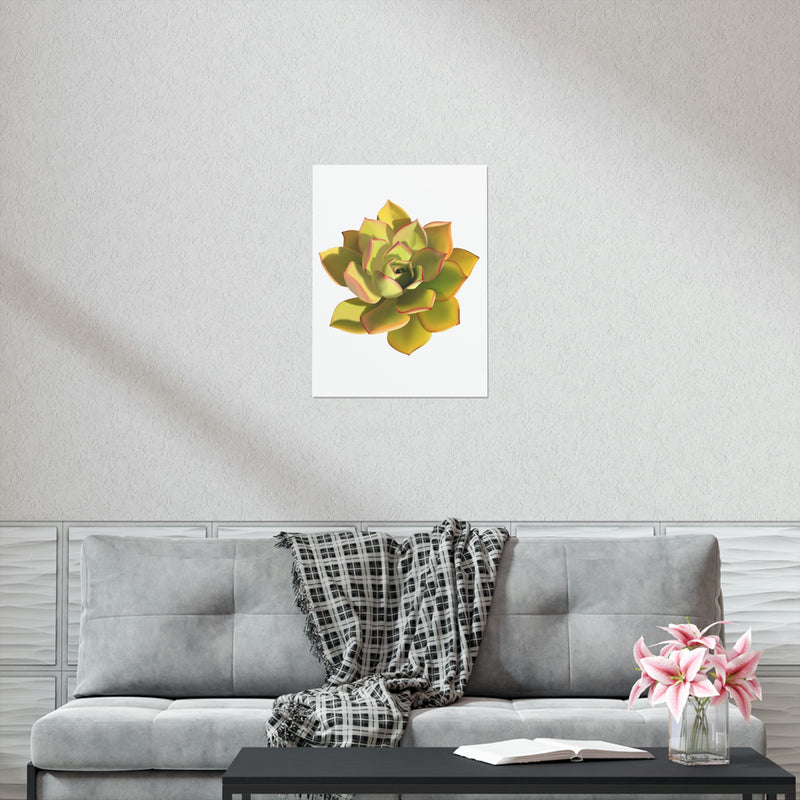 Noble Aeonium Succulent Print