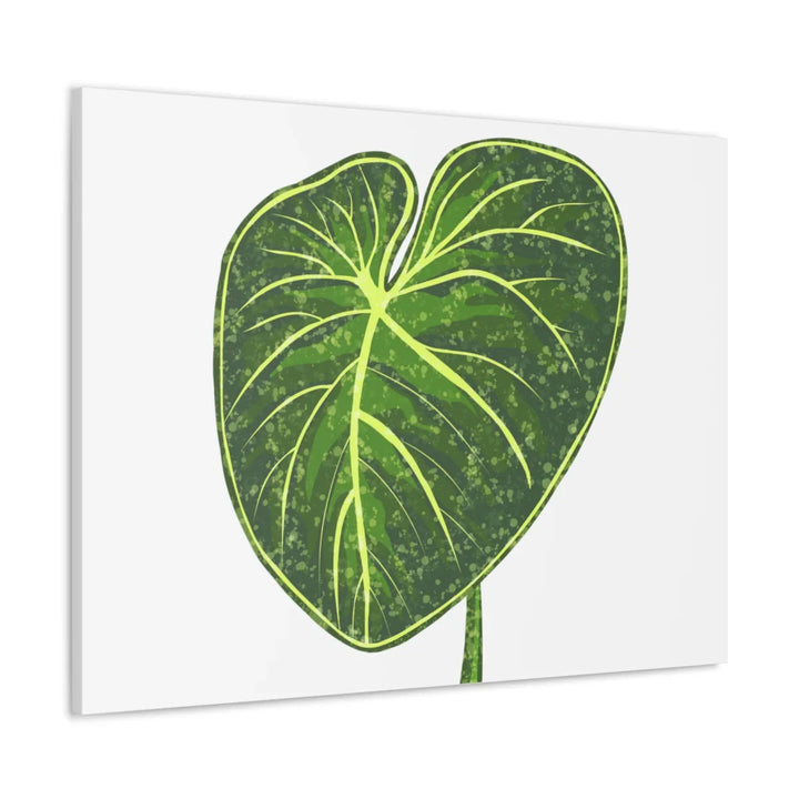 Philodendron Gloriosum Canvas - Stretched Canvas Art Print | Matte Indoor Wall Art - Laura Christine Photography & Design