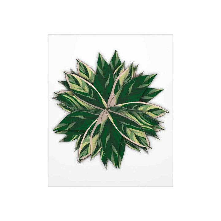 Stromanthe Triostar Print – Tropical Wall Art | Botanical Poster on Museum Grade Paper Unframed