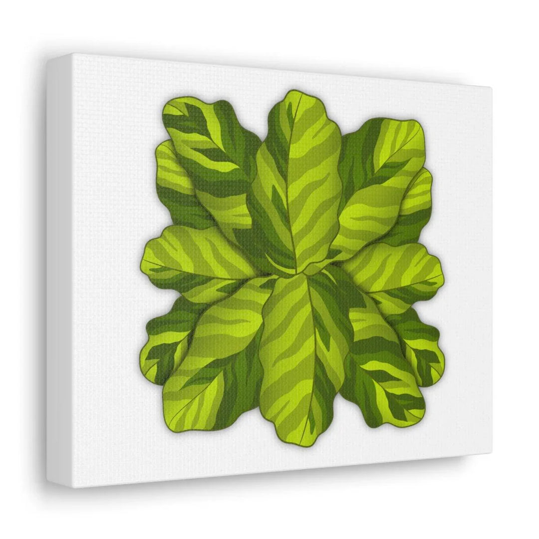 Calathea Yellow Fusion Canvas – Botanical Canvas Print With Unique Leaf Pattern Art - Laura Christine Photography & Design