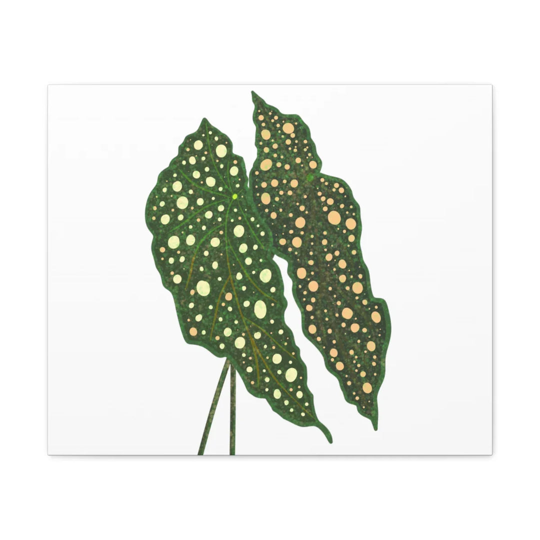 Begonia Maculata Canvas | Premium Canvas Art Print - Matte Finish, Durable Wall Decor - Laura Christine Photography & Design