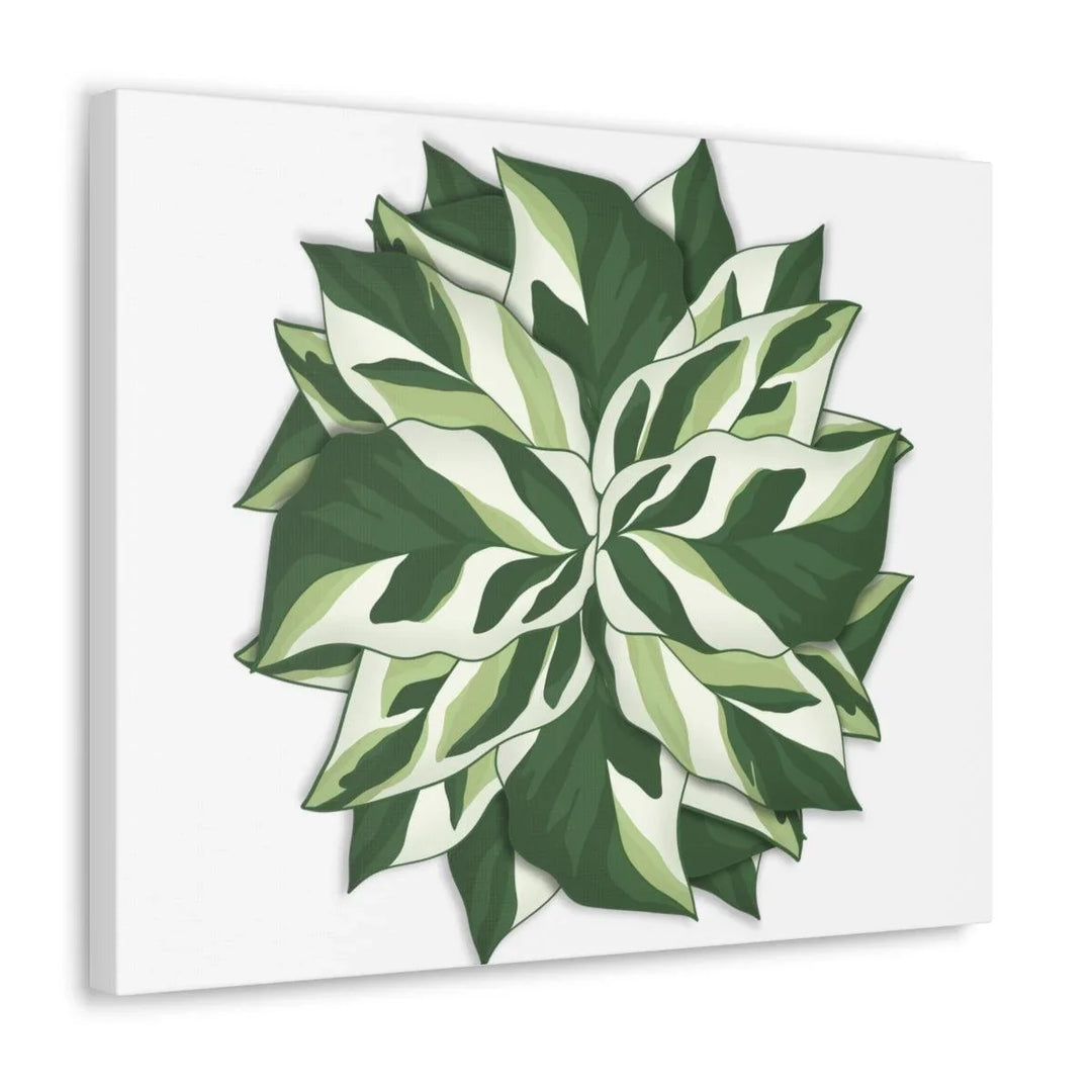 Calathea White Fusion Canvas | Indoor Wall Art - Matte Finish Botanical Canvas Art Print - Laura Christine Photography & Design