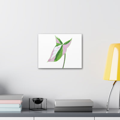 Syngonium Tricolor Canvas